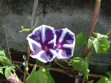2011_0801_222951dscf0032