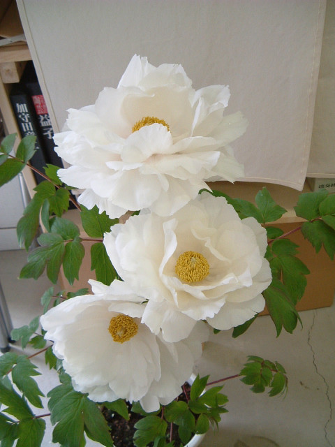 2012_0502_105159dscf0015
