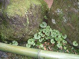 2010_0728_134110dscf0021_3